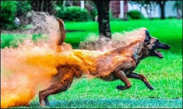 20 այնպիսի բաներ, որոնց ոչ ոք չէր հավատա, եթե չլուսանկարեին