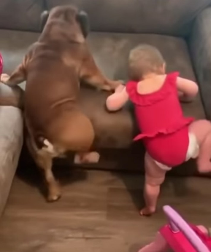 Այս զվարճալի երեխաները փորձում են գրավել բազմոցը: Շատ զվարճալի տեսանյութ