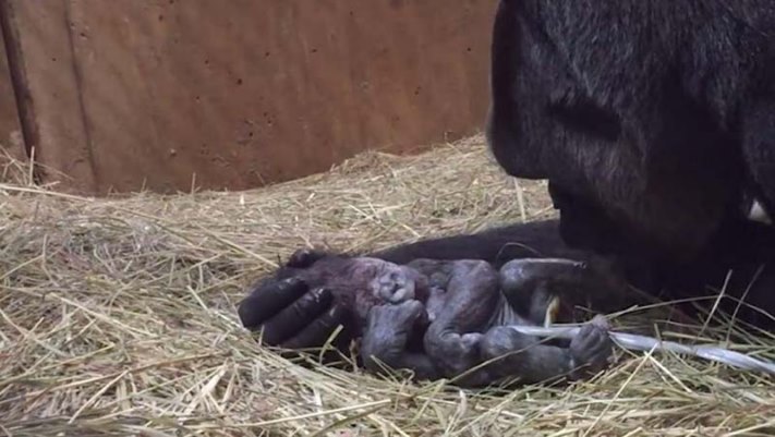 Բացարձակ հաճույք։ Կենդանաբանական այգում բոլորը նայում են, թե ինչպես է գորիլան անընդհատ համբուրում իր նորածին ձագին