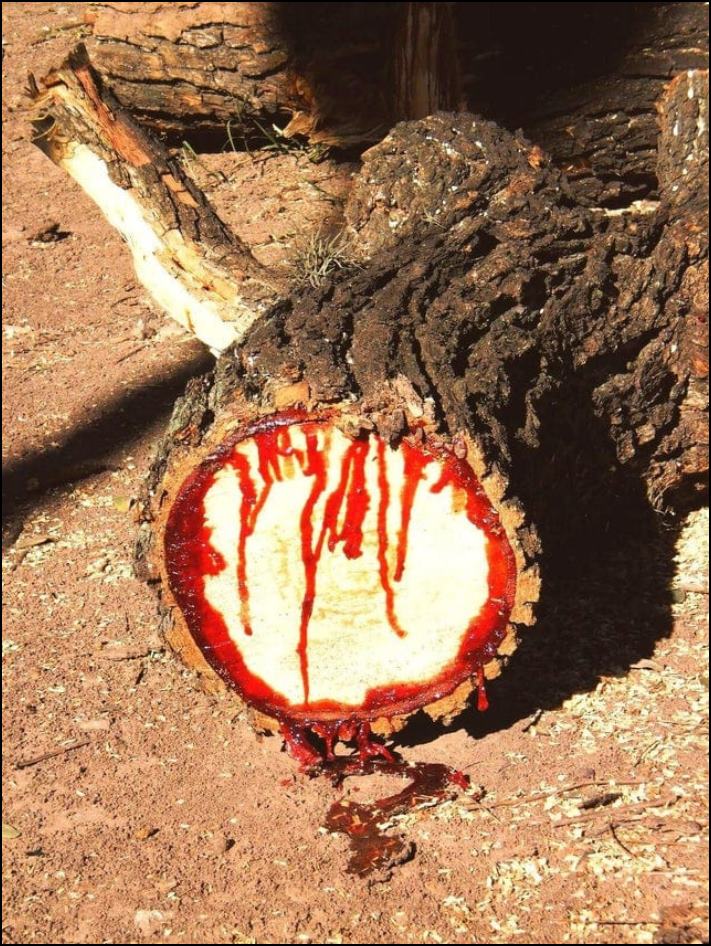 15 լուսանկար, որոնք ցույց են տալիս, թե ինչպես մարդը կարող է խառնել իրերը և ուժեղ վախենալ