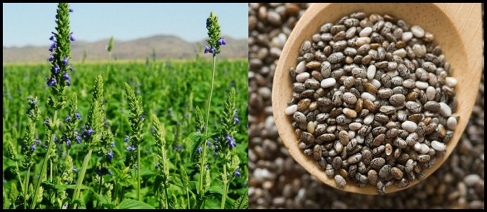 Մինուս 9 կգ՝ 1 ամսում. Ինչպես բարելավել նյութափոխանակությունը և նիհարել չիայի սերմերի օգնությամբ