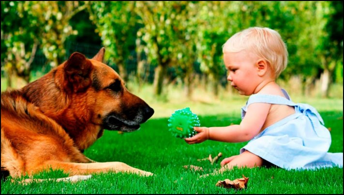 Շուն, որը հրում է ապագա մայրիկի ձեռքը, որպեսզի լսի նորածնի սրտի բաբախյունը