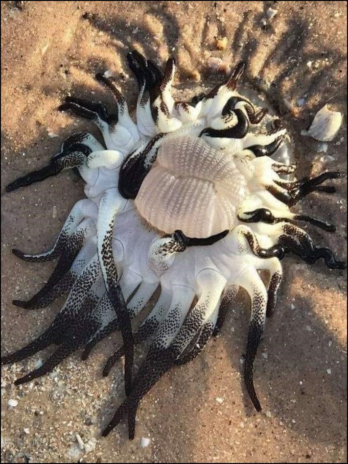 Նկարներ Ավստրալիայից, որոնք ցույց են տալիս, թե որքան եզակի է այս մայրցամաքը