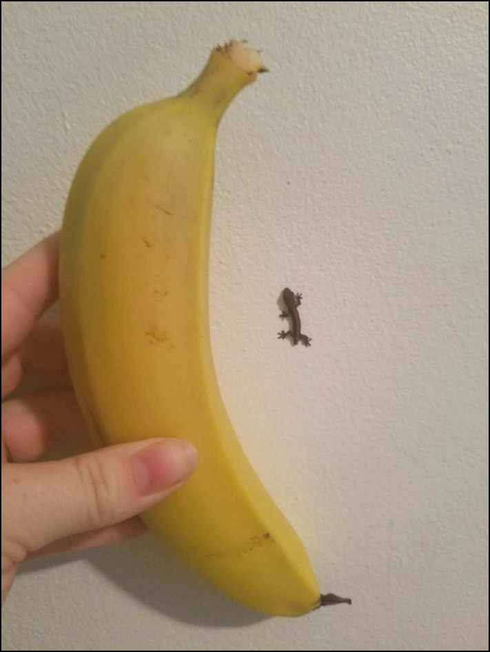 Նկարներ Ավստրալիայից, որոնք ցույց են տալիս, թե որքան եզակի է այս մայրցամաքը