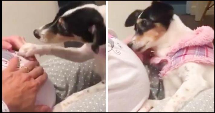 Շուն, որը հրում է ապագա մայրիկի ձեռքը, որպեսզի լսի նորածնի սրտի բաբախյունը