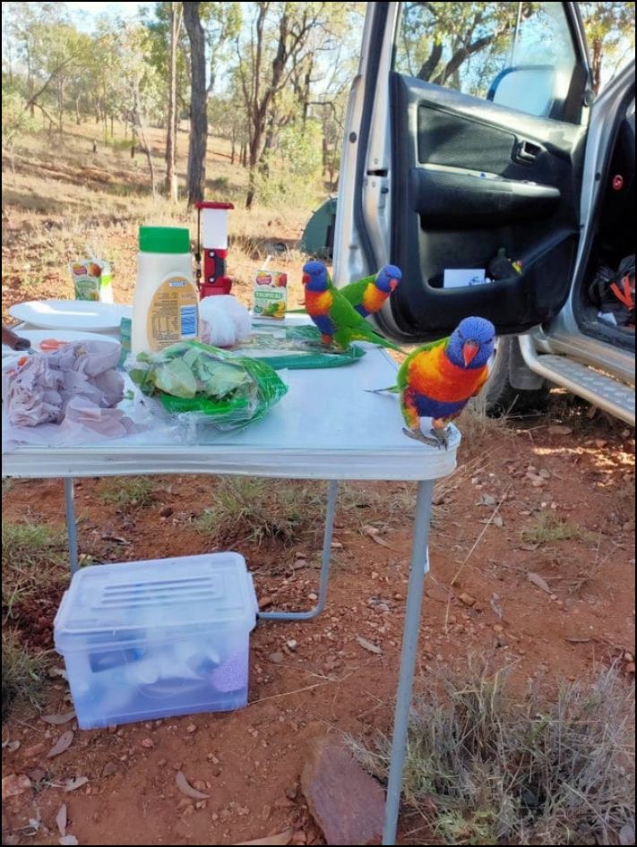 Նկարներ Ավստրալիայից, որոնք ցույց են տալիս, թե որքան եզակի է այս մայրցամաքը