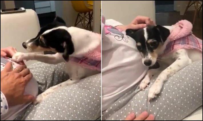 Շուն, որը հրում է ապագա մայրիկի ձեռքը, որպեսզի լսի նորածնի սրտի բաբախյունը