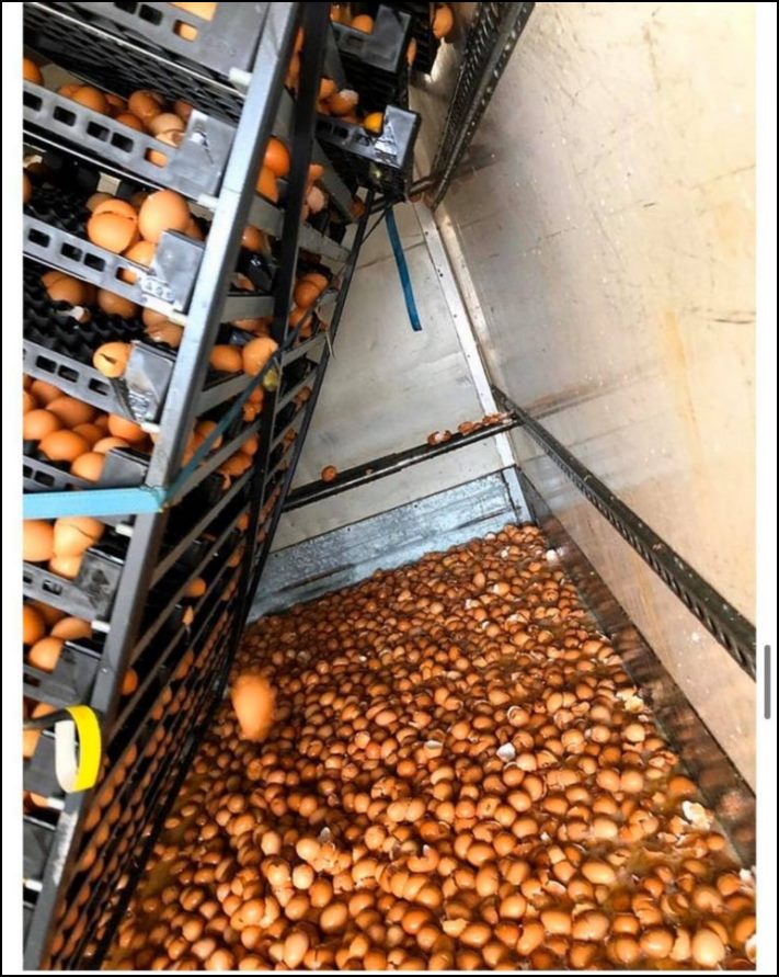 Իրենց հիմարության պատճառով մարդիկ հայտնվում են դժվար իրավիճակներում