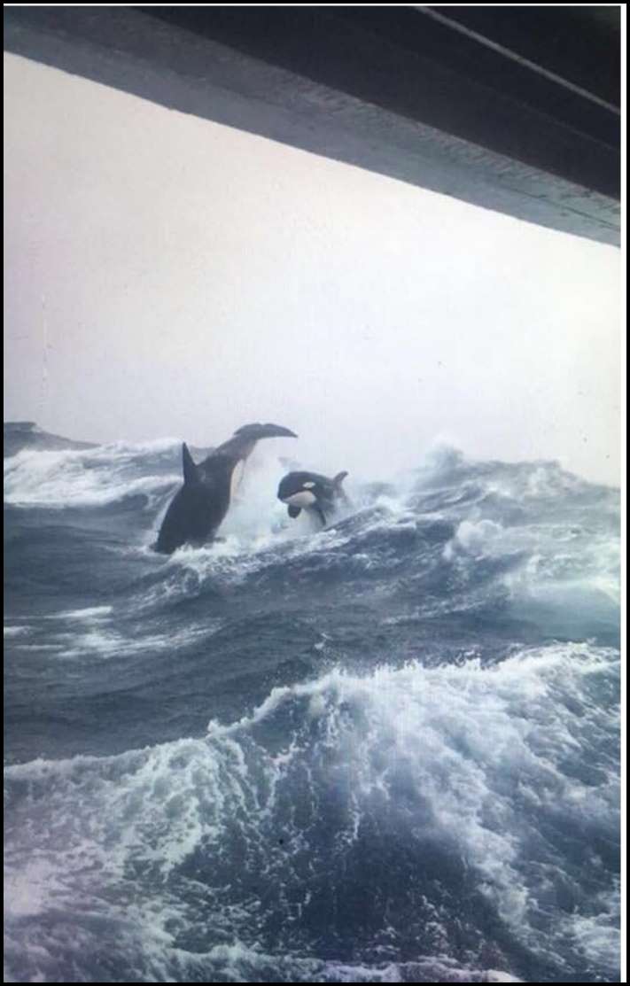 Ծովի և նրա բնակիչների 15 լուսանկար, որոնք դիտելուց հետո այլևս չեք մտնի ջուրը