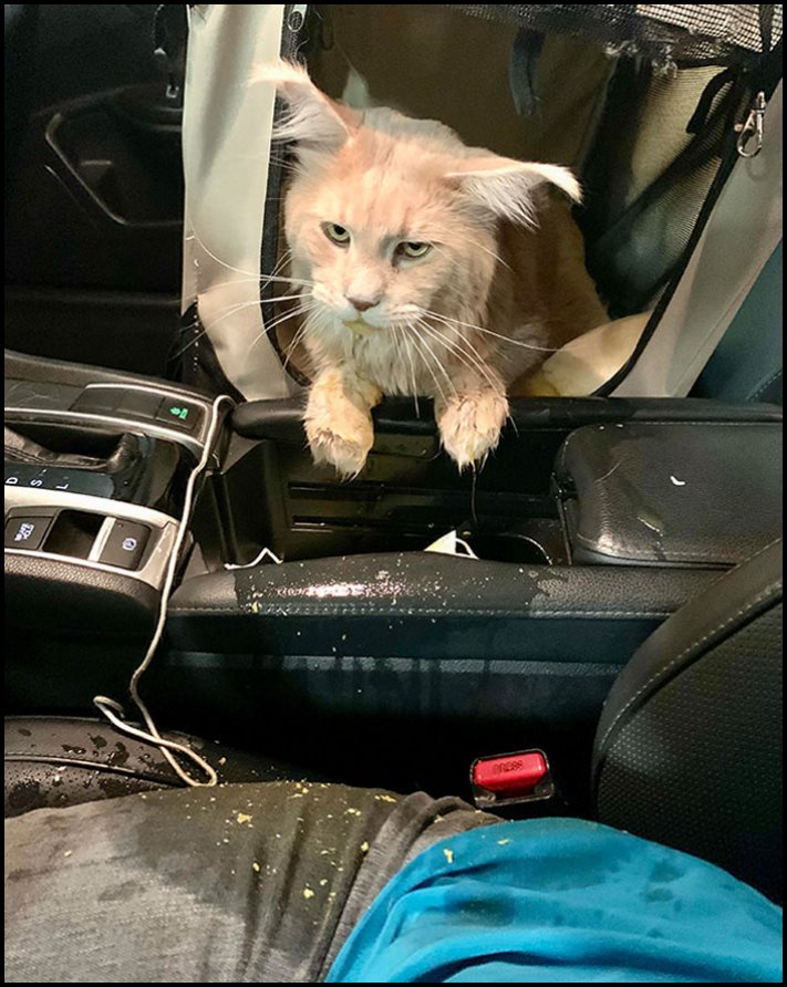 20 լուսանկար, որոնք հստակ ցույց են տալիս, թե ինչ է այն, երբ դու անհաջողակ ես բոլոր ճակատներով