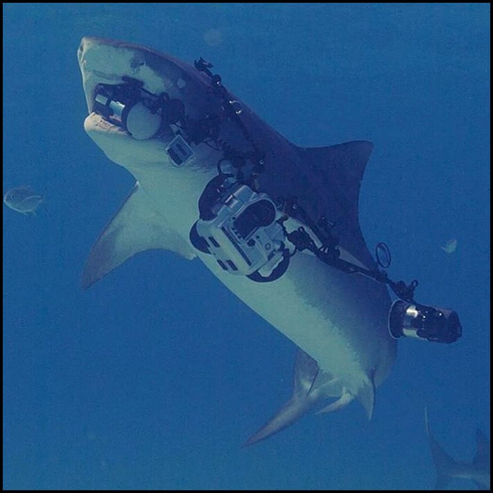 20 լուսանկար, որոնք հստակ ցույց են տալիս, թե ինչ է այն, երբ դու անհաջողակ ես բոլոր ճակատներով