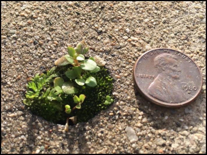 18 անեկդոտներ և կատակներ մայր բնությունից, որպեսզի մարդիկ չթուլանան