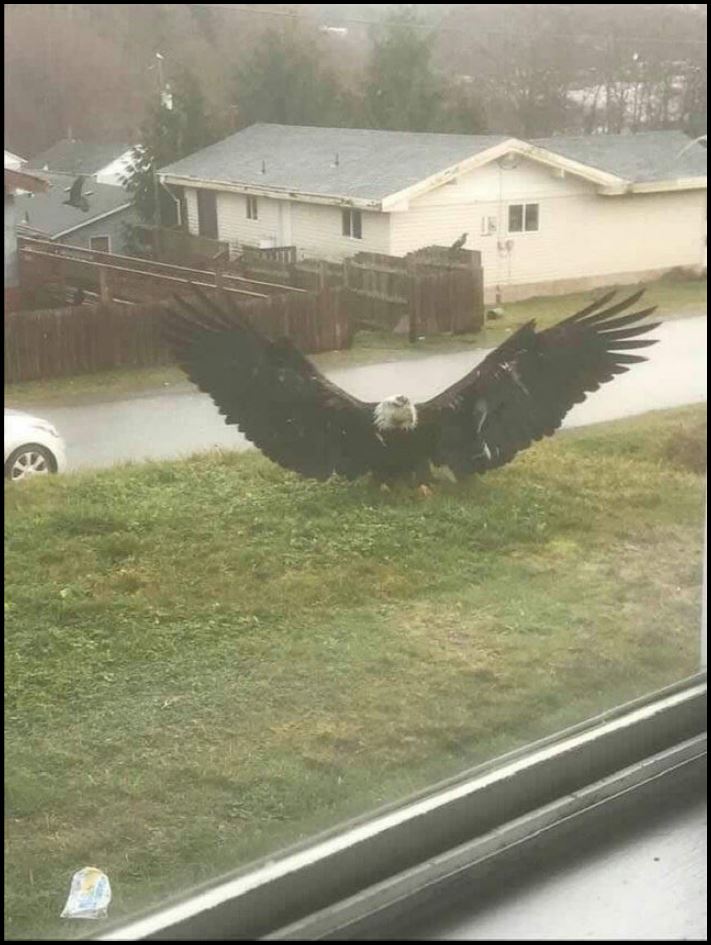 18 անեկդոտներ և կատակներ մայր բնությունից, որպեսզի մարդիկ չթուլանան