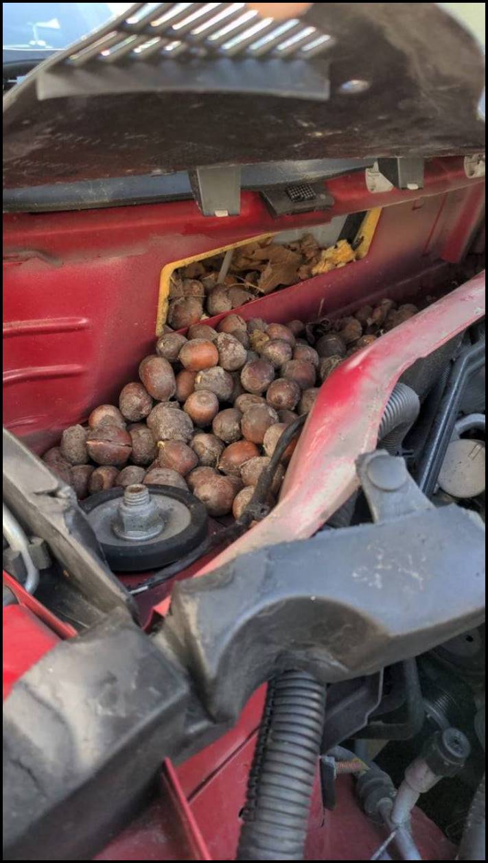 15 կադր ավտոտեխսպասարկման կետերից։ Ինչ անակնկալներ են մատուցում հաճախորդներն ավտոմեխանիկներին