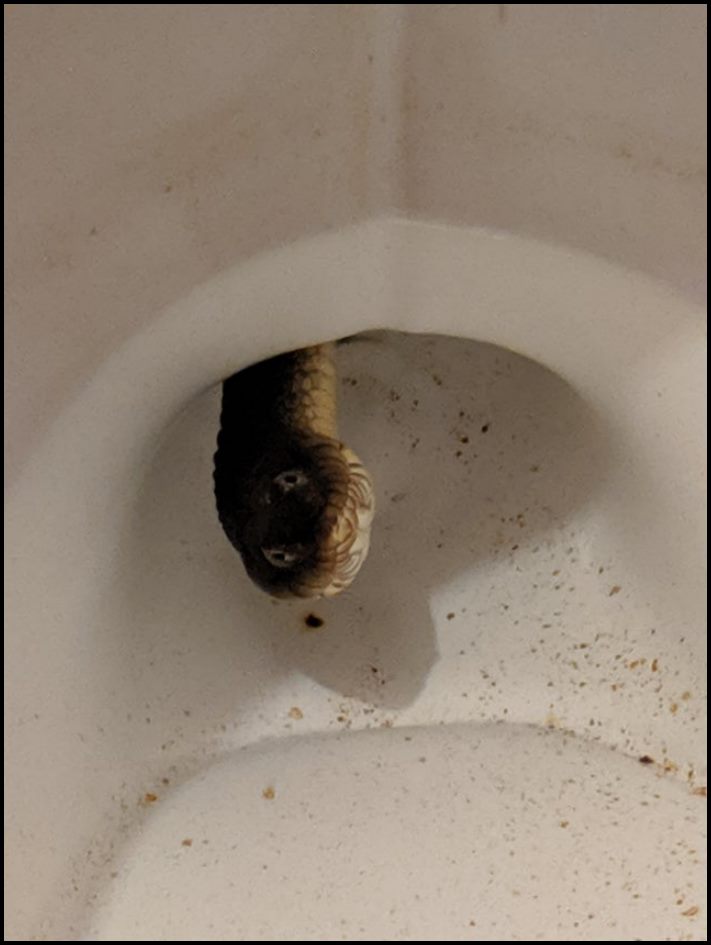 18 անեկդոտներ և կատակներ մայր բնությունից, որպեսզի մարդիկ չթուլանան