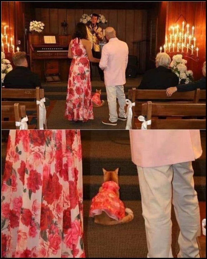 20 զվարճալի լուսանկար, որոնք այնքան էլ նման չեն այն լուսանկարներին, որոնք ընդունված է նկարել հարսանեկան ֆոտոսեսիաների ժամանակ