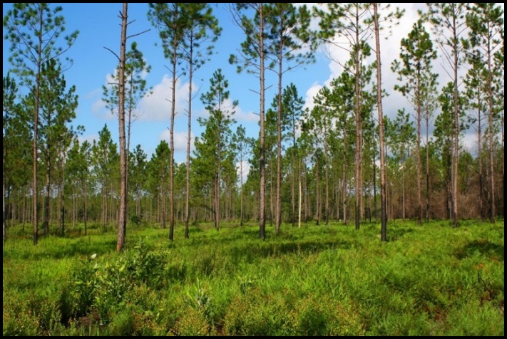 30&ndash;ականներին հատված անտառը վերականգնելու համար տղամարդը տնկեց 8 միլիոն ծառ