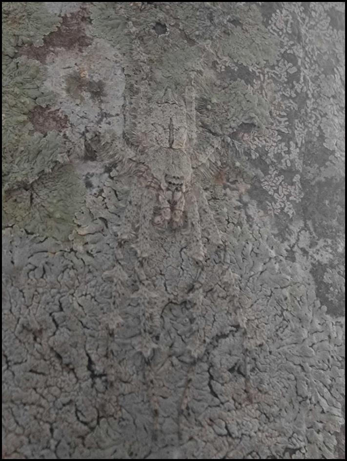 Վայրի, բայց քնքուշ արարած է թաքնված նկարում