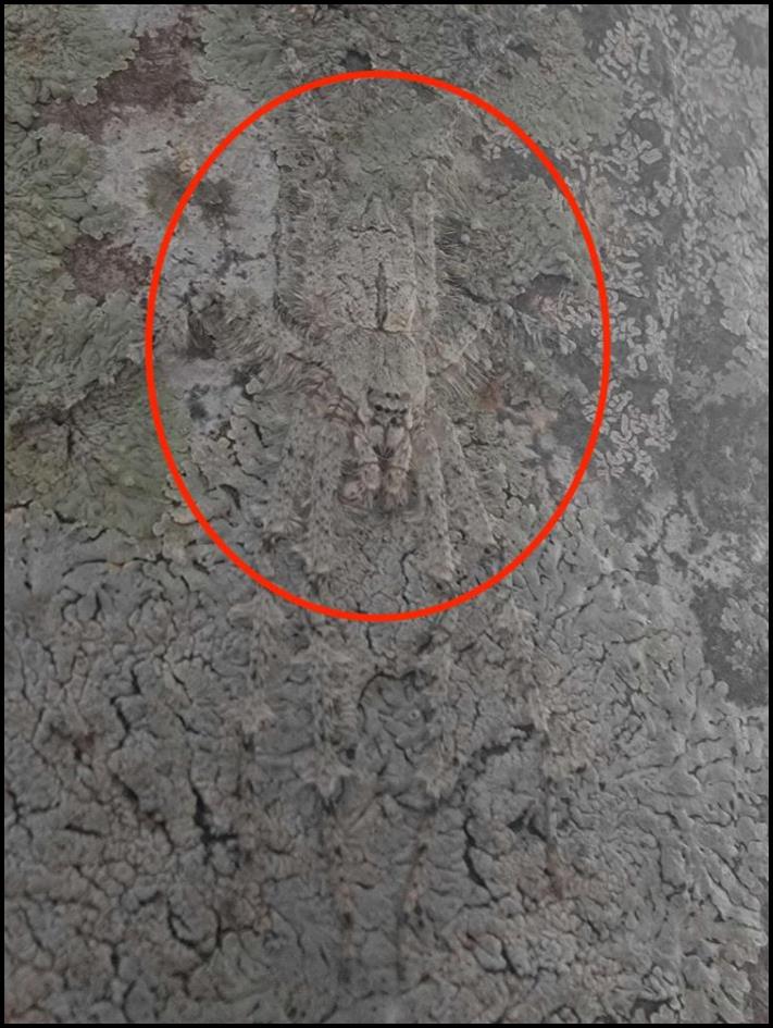Վայրի, բայց քնքուշ արարած է թաքնված նկարում