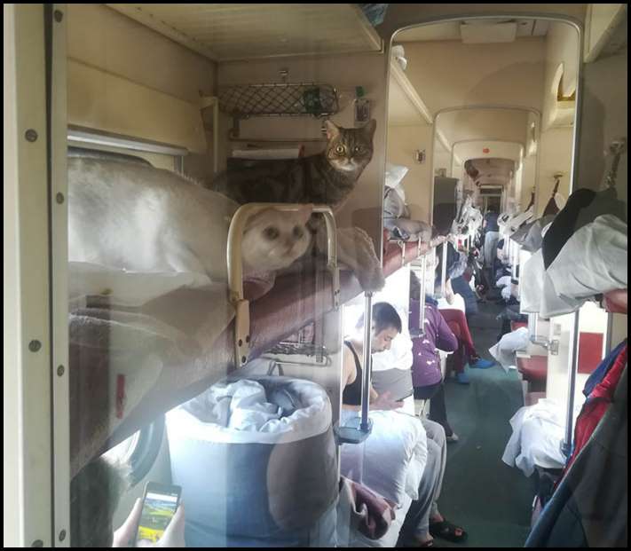 17 ուղևորներ, ովքեր սովորական հասարակական տրանսպորտով երթևեկը վերածում են արկածի