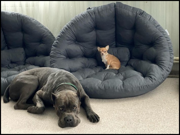 Հորթի միս և ծովամթերք։ Շների ճոխ լանչը զայրացրել է սոցիալական ցանցի օգտատերերին