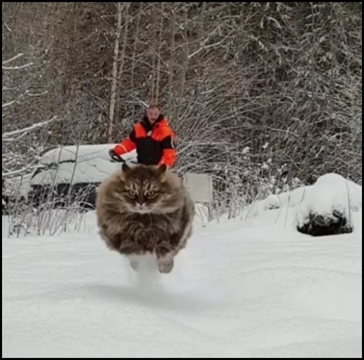 17 լուսանկար, որոնք պետք է մի քանի անգամ նայել՝ հասկանալու համար, թե ինչ է կատարվում այնտեղ