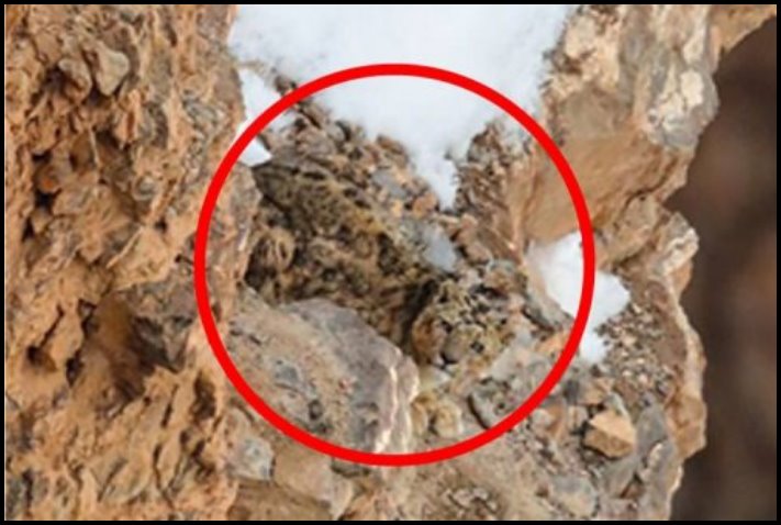 Եկեք գրազ գանք, որ դուք լուսանկարում չեք գտնի ձնե հովազին