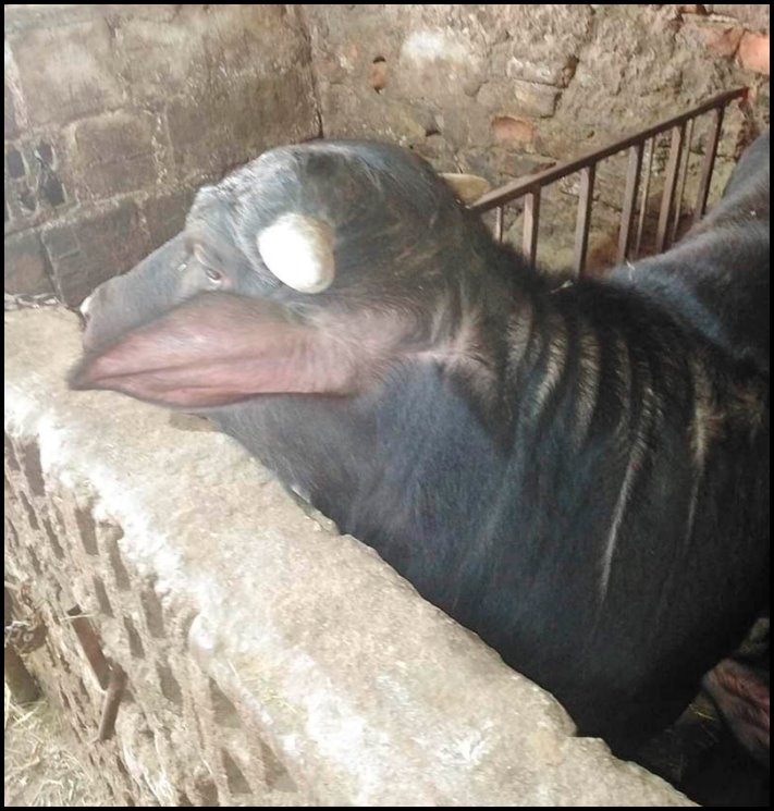 20 լուսանկար, որոնք կարող են ձեզ խենթացնել, քանի որ դրանցում ինչ-որ անհավանական և տարօրինակ բան է կատարվում