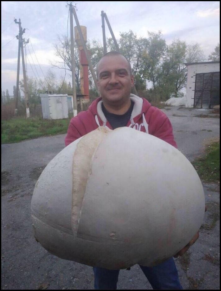 15 այնքան մեծ կենդանիներ և բույսեր, որ չես կարողանում հավատալ նրանց գոյությանը