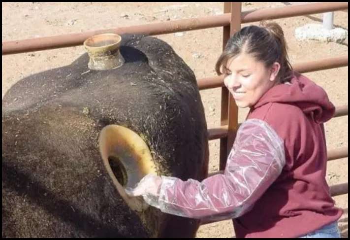 Ինչու են կովերի կողքի վրա անցք բացում և ինչ կլինի, եթե այն խցանվի