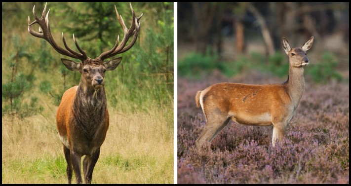 Կենդանիների 12 տեսակ, որոնց արուների և էգերի տարբերությունները կարող են կասկածի տակ դնել դրանց արյունակցական կապը