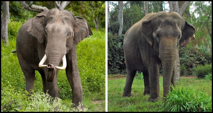 Կենդանիների 12 տեսակ, որոնց արուների և էգերի տարբերությունները կարող են կասկածի տակ դնել դրանց արյունակցական կապը