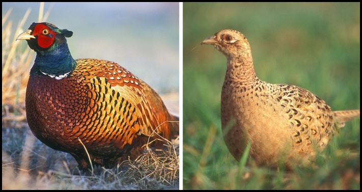 Կենդանիների 12 տեսակ, որոնց արուների և էգերի տարբերությունները կարող են կասկածի տակ դնել դրանց արյունակցական կապը