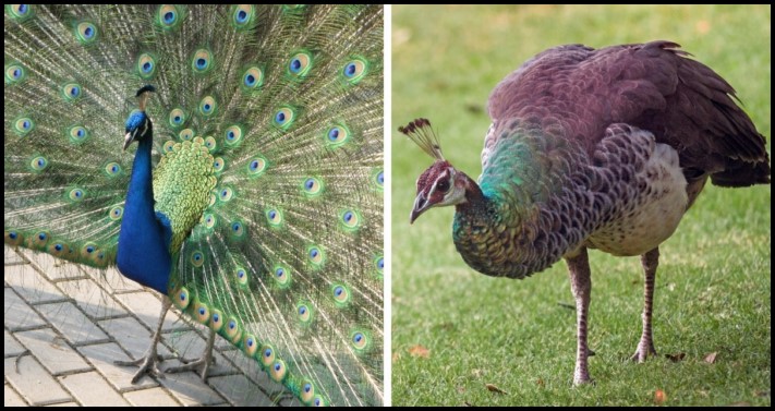 Կենդանիների 12 տեսակ, որոնց արուների և էգերի տարբերությունները կարող են կասկածի տակ դնել դրանց արյունակցական կապը