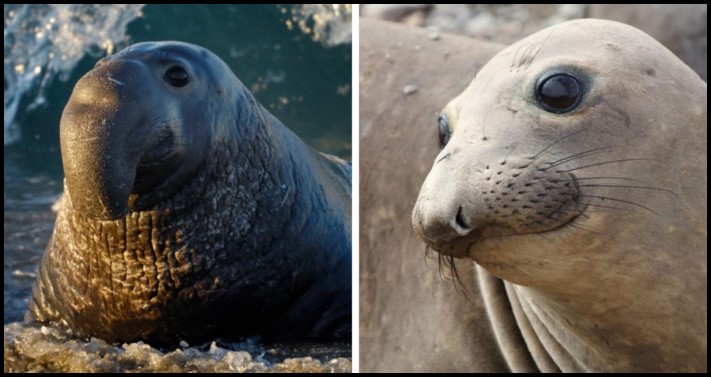 Կենդանիների 12 տեսակ, որոնց արուների և էգերի տարբերությունները կարող են կասկածի տակ դնել դրանց արյունակցական կապը