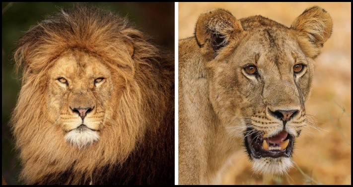 Կենդանիների 12 տեսակ, որոնց արուների և էգերի տարբերությունները կարող են կասկածի տակ դնել դրանց արյունակցական կապը