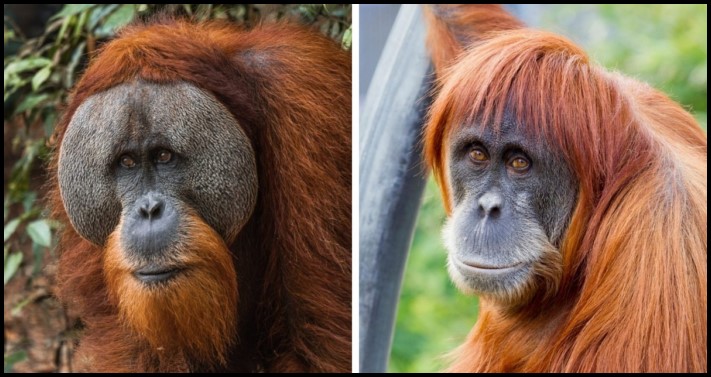 Կենդանիների 12 տեսակ, որոնց արուների և էգերի տարբերությունները կարող են կասկածի տակ դնել դրանց արյունակցական կապը