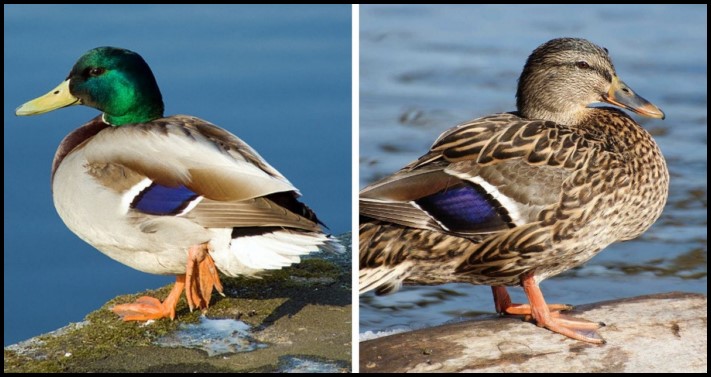 Կենդանիների 12 տեսակ, որոնց արուների և էգերի տարբերությունները կարող են կասկածի տակ դնել դրանց արյունակցական կապը