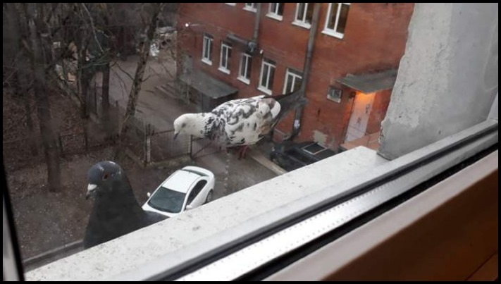 20 նկար, որոնք մեզ ավելի շատ են շփոթեցրել, քան 5-րդ դասարանի հանրահաշվի դասագիրքը