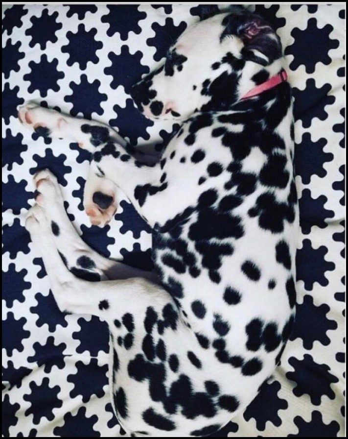 11 օրինակներ, թե ինչպես կարող են մարդիկ, կենդանիները և նույնիսկ առարկաները քողարկումներ կիրառել