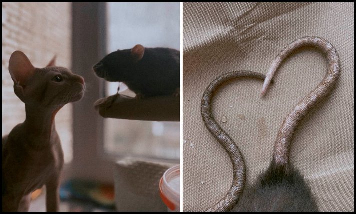 16 կադր կյանքից, որոնք պատկերում են այնպիսի դրամա, որի մասին սերիալի սցենարիստները չէին էլ երազել