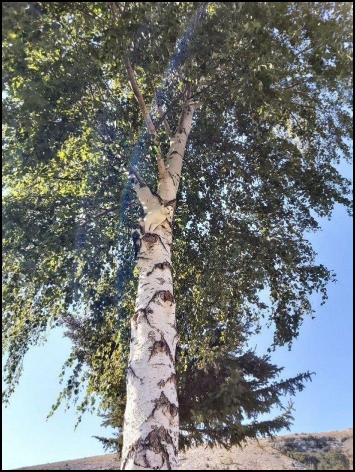 11 օրինակներ, թե ինչպես կարող են մարդիկ, կենդանիները և նույնիսկ առարկաները քողարկումներ կիրառել