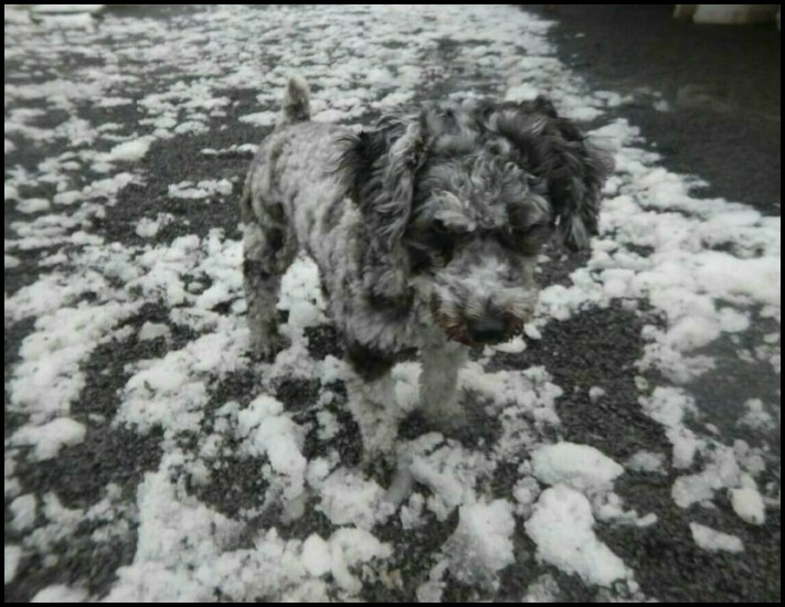 11 օրինակներ, թե ինչպես կարող են մարդիկ, կենդանիները և նույնիսկ առարկաները քողարկումներ կիրառել