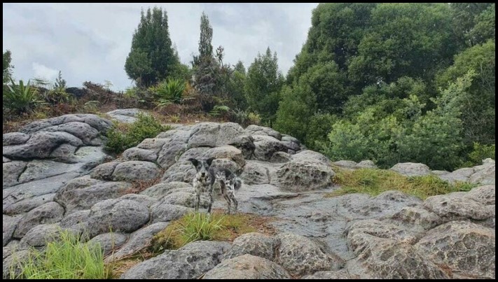 11 օրինակներ, թե ինչպես կարող են մարդիկ, կենդանիները և նույնիսկ առարկաները քողարկումներ կիրառել