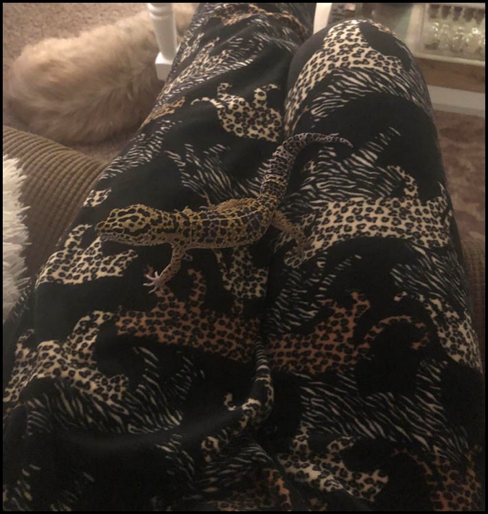 Պատահական, բայց շատ հաջող քողարկումների 16 օրինակ, որոնք մարտահրավեր են նետում մեր ուշադրությանը