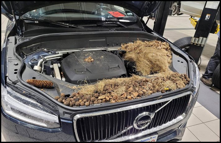 17 մեքենաների սեփականատերեր, ովքեր կարծես մրցակցում են միմյանց հետ, թե ով ավելի շատ կզարմացնի ավտոմեխանիկին