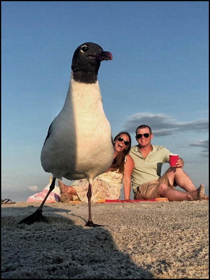 20 ընտանի կենդանիներ, որոնք հայտնի դարձրեցին իրենց տերերին համացանցում՝ հաջողությամբ ընկնելով կադրի մեջ