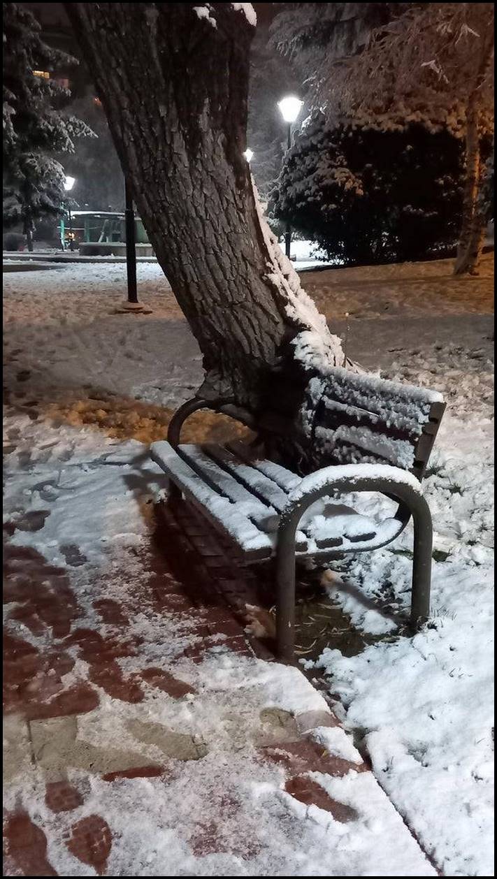 14 վկայություն, որ ծառերն աստիճանաբար գրավում են շուրջն ամեն ինչ