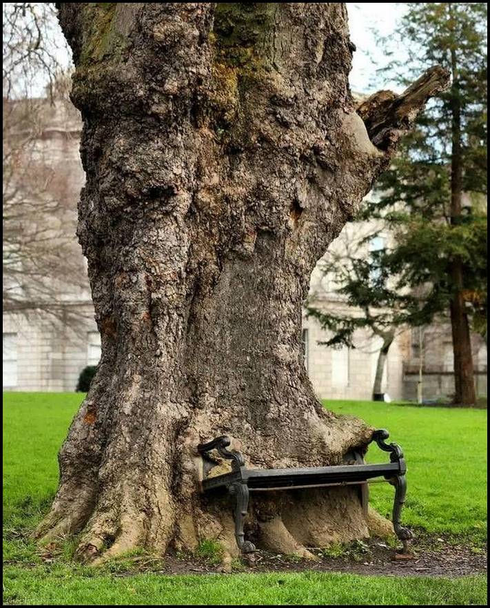 14 վկայություն, որ ծառերն աստիճանաբար գրավում են շուրջն ամեն ինչ