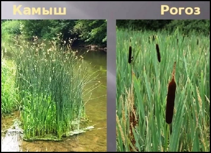 Ես 65 տարեկան եմ, տեսեք թե ինչ էինք ուտում փողոցում մեր մանկության խորհրդային տարիներին